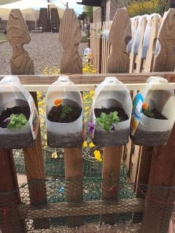 Three plastic containers that have plants in them