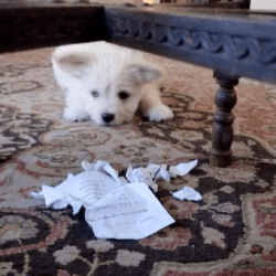 dog ate homework