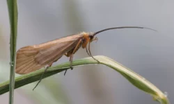 Caddisfly