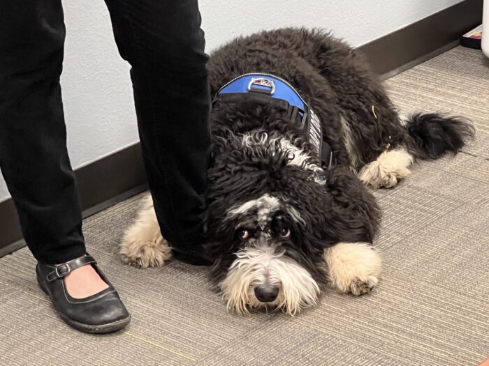 Archway Glendale Therapy Dog
