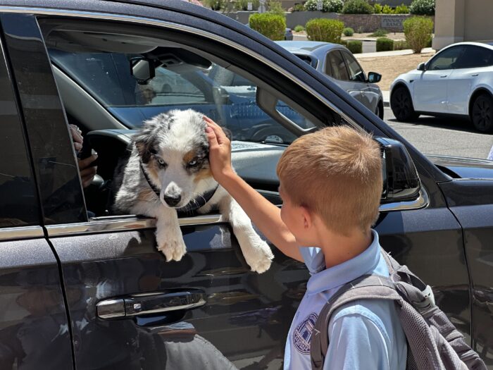 Dog in car window being pet by a student