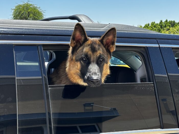 German shepherd in a car window