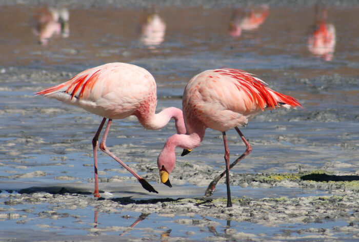two flamingos